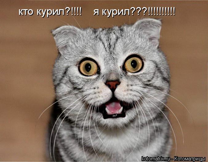 кто курил?!!!! я курил???!!!!!!!!!!... Котоматрица: кто курил?!!!! я курил???!!!!!!!!!!