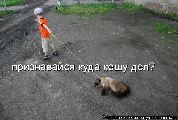 признавайся куда кешу дел?... Котоматрица: признавайся куда кешу дел?