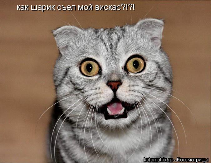 как шарик съел мой вискас?!?!... Котоматрица: как шарик съел мой вискас?!?!