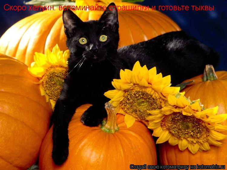 Скоро хелуин. вспоминайте страшилки и готовьте тыквы... Котоматрица: Скоро хелуин. вспоминайте страшилки и готовьте тыквы