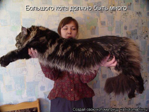 Большого кота должно быть много... Котоматрица: Большого кота должно быть много