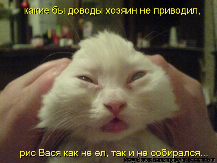 какие бы доводы хозяин не приводил, рис Вася как не ел, так и не собирался...... Котоматрица: какие бы доводы хозяин не приводил, рис Вася как не ел, так и не собирался...