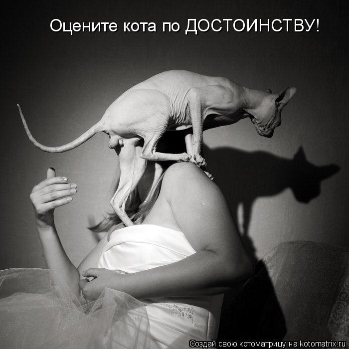 Оцените кота по ДОСТОИНСТВУ!... Котоматрица: Оцените кота по ДОСТОИНСТВУ!