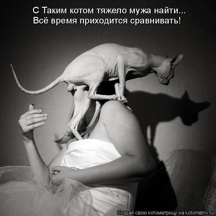 С Таким котом тяжело мужа найти... Всё время приходится сравнивать!... Котоматрица: С Таким котом тяжело мужа найти... Всё время приходится сравнивать!