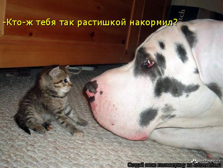 -Кто-ж тебя так растишкой накормил?... Котоматрица: -Кто-ж тебя так растишкой накормил?