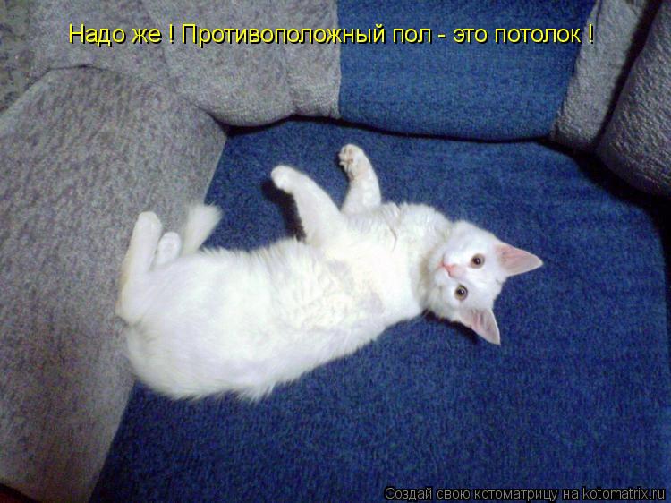Надо же ! Противоположный пол - это потолок !... Котоматрица: Надо же ! Противоположный пол - это потолок !