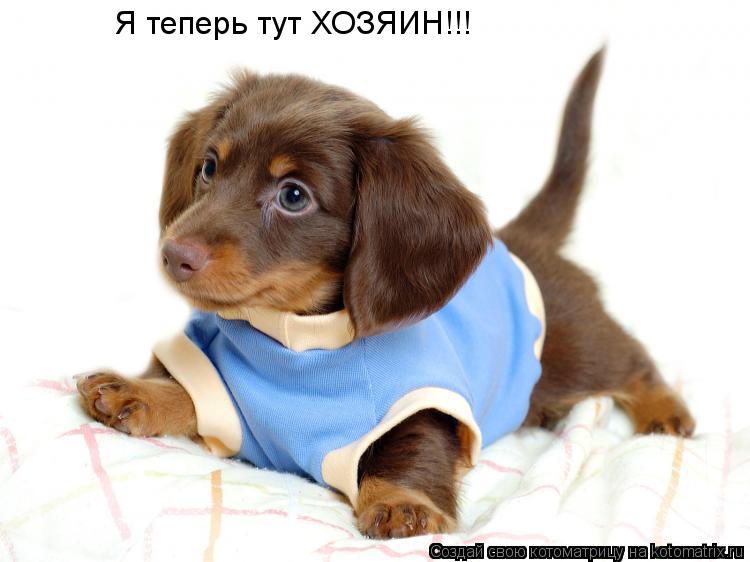 Я теперь тут ХОЗЯИН!!!... Котоматрица: Я теперь тут ХОЗЯИН!!!