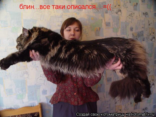 блин...все таки описался....=((... Котоматрица: блин...все таки описался....=((