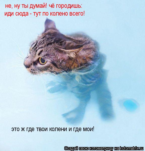 не, ну ты думай! чё городишь: иди сюда - тут по колено всего! не, ну ты думай! чё городишь: иди сюда... Котоматрица: не, ну ты думай! чё городишь: иди сюда - тут по колено всего! не, ну ты думай! чё городишь: иди сюда - тут по колено всего! это ж где твои колени и