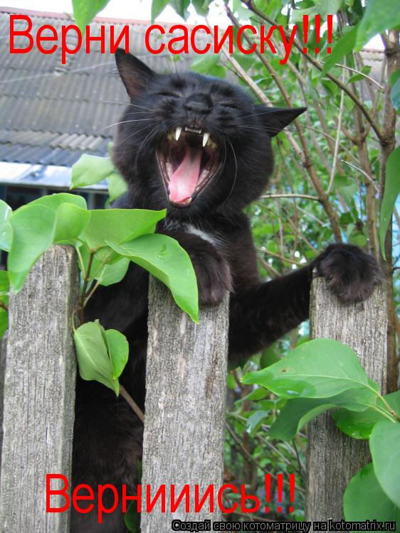 Верни сасиску!!! Вернииись!!!... Котоматрица: Верни сасиску!!! Вернииись!!!