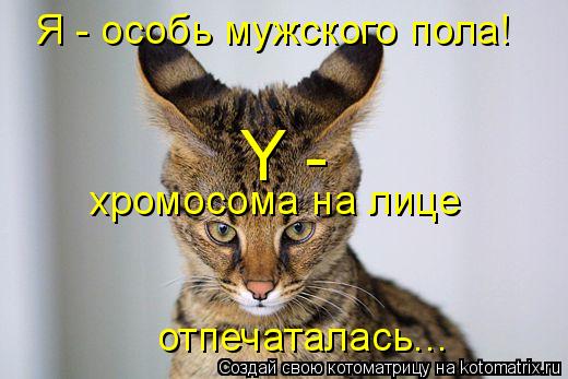 Я - особь мужского пола! Y - хромосома на лице отпечаталась...... Котоматрица: Я - особь мужского пола! Y - хромосома на лице отпечаталась...