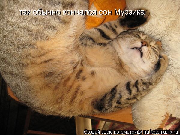 так обычно кончался сон Мурзика... Котоматрица: так обычно кончался сон Мурзика