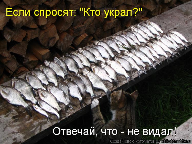 Если спросят: "Кто украл?" Отвечай, что - не видал!... Котоматрица: Если спросят: "Кто украл?" Отвечай, что - не видал!