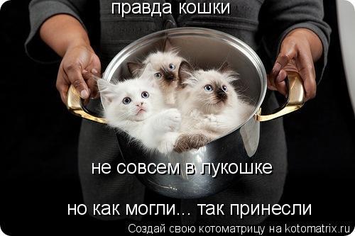 правда кошки не совсем в лукошке но как могли... так принесли... Котоматрица: правда кошки не совсем в лукошке но как могли... так принесли