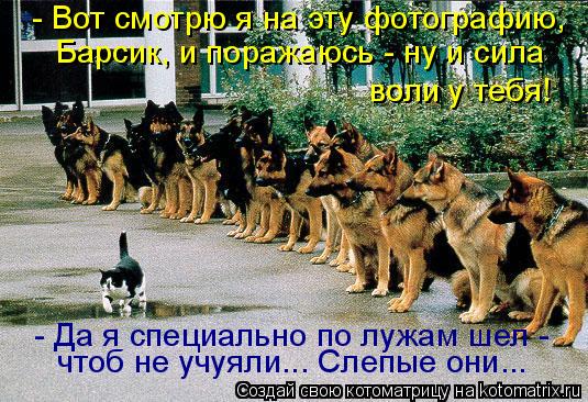 - Вот смотрю я на эту фотографию, Барсик, и поражаюсь - ну и сила воли у тебя! - Да я специально по л... Котоматрица: - Вот смотрю я на эту фотографию, Барсик, и поражаюсь - ну и сила воли у тебя! - Да я специально по лужам шел - чтоб не учуяли... Слепые они...