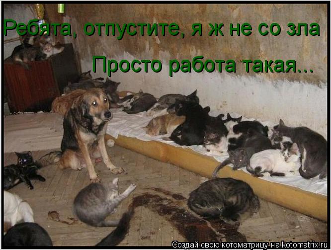 Ребята, отпустите, я ж не со зла Просто работа такая...... Котоматрица: Ребята, отпустите, я ж не со зла Просто работа такая...