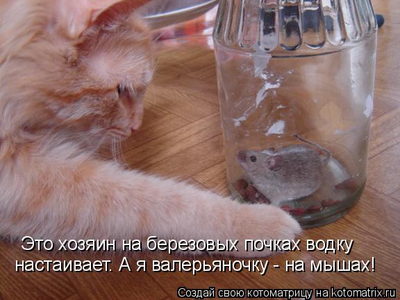 Это хозяин на березовых почках водку настаивает. А я валерьяночку - на мышах!... Котоматрица: Это хозяин на березовых почках водку настаивает. А я валерьяночку - на мышах!