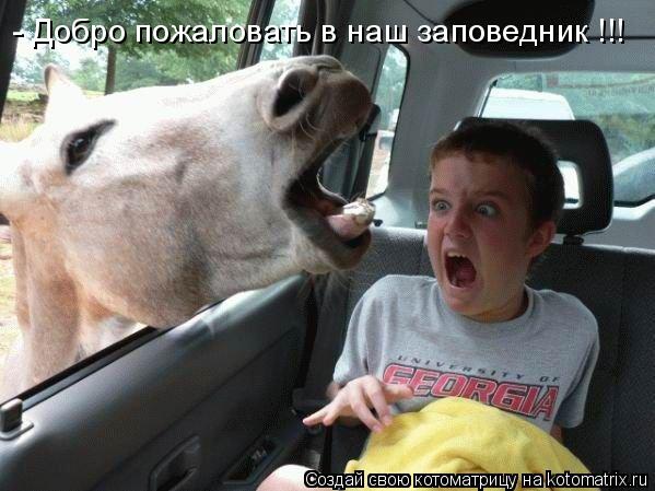 - Добро пожаловать в наш заповедник !!!... Котоматрица: - Добро пожаловать в наш заповедник !!!