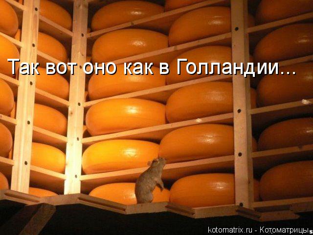 Так вот оно как в Голландии...... Котоматрица: Так вот оно как в Голландии...