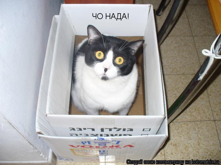 ЧО НАДА!... Котоматрица: ЧО НАДА!