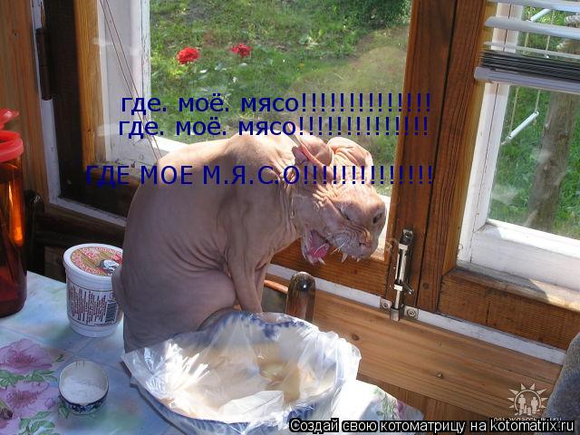 где. моё. мясо!!!!!!!!!!!!!! где. моё. мясо!!!!!!!!!!!!!! ГДЕ МОЕ М.Я.С.О!!!!!!!!!!!!!!... Котоматрица: где. моё. мясо!!!!!!!!!!!!!! где. моё. мясо!!!!!!!!!!!!!! ГДЕ МОЕ М.Я.С.О!!!!!!!!!!!!!!