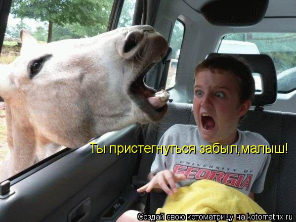 Ты пристегнуться забыл,малыш!... Котоматрица: Ты пристегнуться забыл,малыш!
