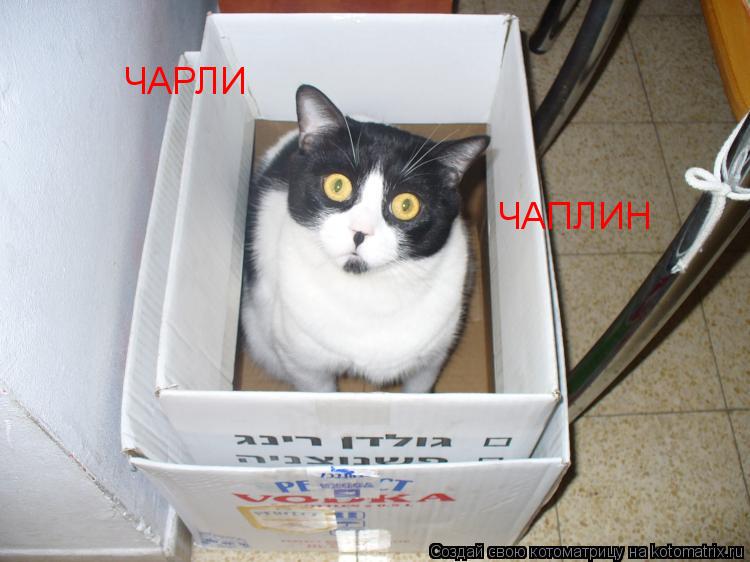 Котоматрица: ЧАРЛИ ЧАПЛИН