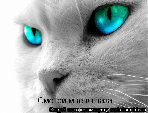 Котоматрица: Смотри мне в глаза