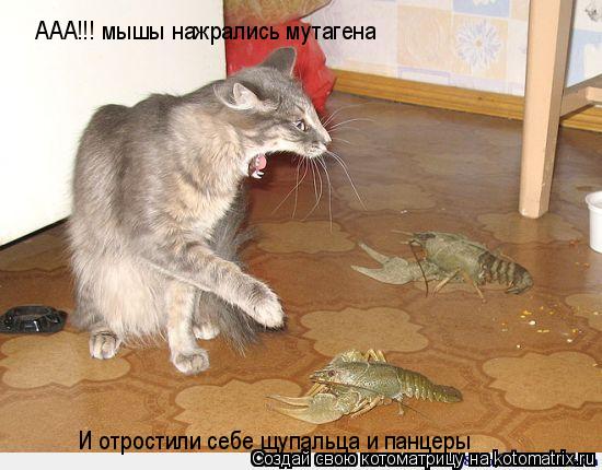 Котоматрица: ААА!!! мышы нажрались мутагена  И отростили себе щупальца и панцеры