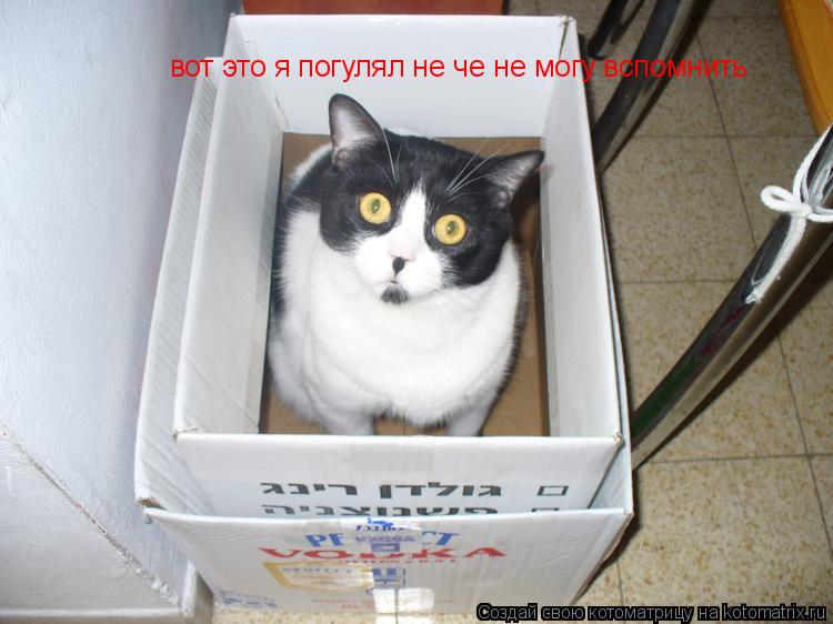 Котоматрица: вот это я погулял не че не могу вспомнить
