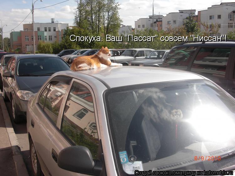Котоматрица: Спокуха. Ваш "Пассат" совсем "Ниссан"!