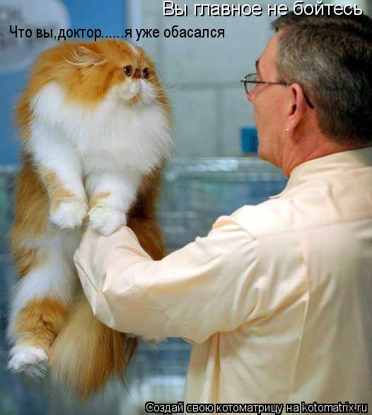 Котоматрица: Вы главное не бойтесь Что вы,доктор......я уже обасался