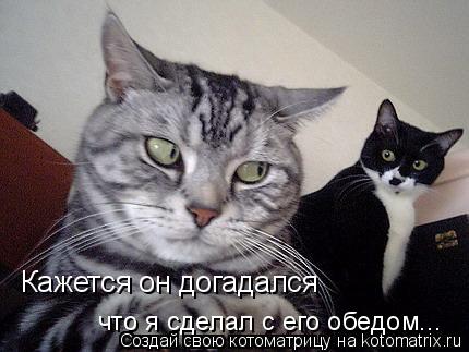 Кажется он догадался что я сделал с его обедом...... Котоматрица: Кажется он догадался что я сделал с его обедом...