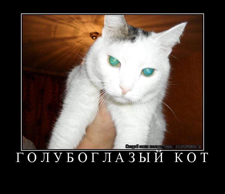 Котоматрица: Голубоглазый кот 