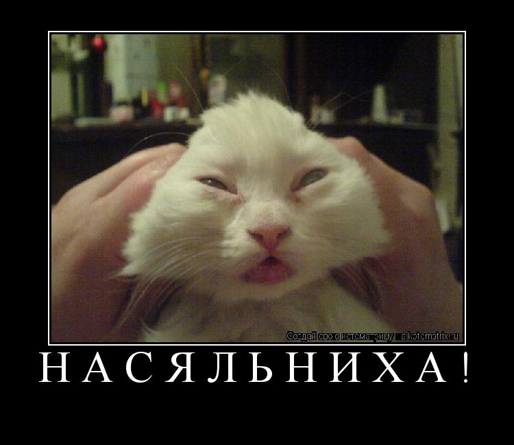 Котоматрица: Насяльниха! 