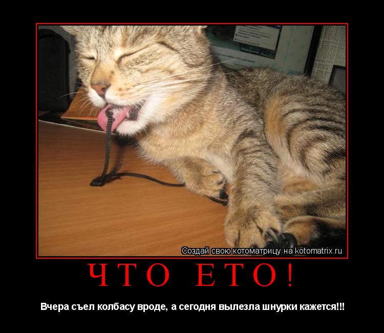 Что ето! Вчера съел колбасу вроде, а сегодня вылезла шнурки кажется!!!... Котоматрица: Что ето! Вчера съел колбасу вроде, а сегодня вылезла шнурки кажется!!!