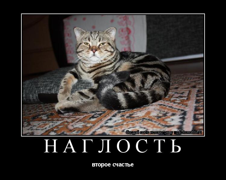 НАГЛОСТЬ второе счастье... Котоматрица: НАГЛОСТЬ второе счастье