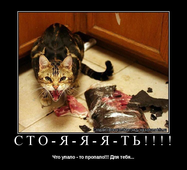 Сто-я-Я-я-ть!!!! Что упало - то пропало!!! Для тебя...... Котоматрица: Сто-я-Я-я-ть!!!! Что упало - то пропало!!! Для тебя...