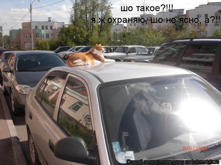 шо такое?!!! я ж охраняю, шо не ясно, а?!!... Котоматрица: шо такое?!!! я ж охраняю, шо не ясно, а?!!