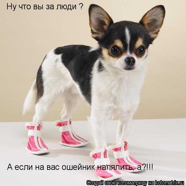 Ну что вы за люди ? А если на вас ошейник напялить, а?!!!... Котоматрица: Ну что вы за люди ? А если на вас ошейник напялить, а?!!!