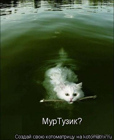 МурТузик?... Котоматрица: МурТузик?