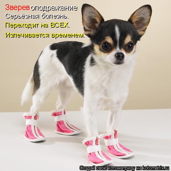 Котоматрица: Зверев оподражание Серьёзная болезнь. Переходит на ВСЕХ. Излечивается временем.