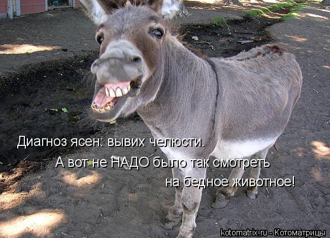 Котоматрица: Диагноз ясен: вывих челюсти. А вот не НАДО было так смотреть  на бедное животное!