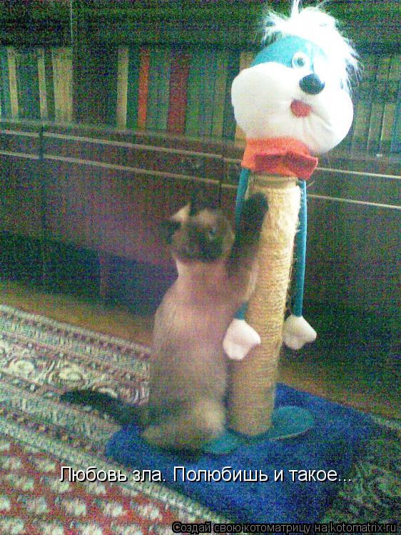 Котоматрица: Любовь зла. Полюбишь и такое...