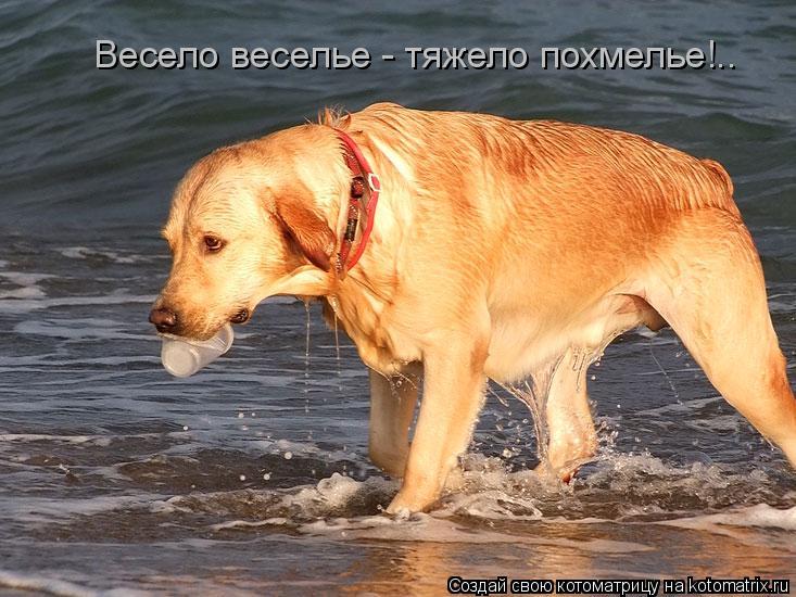 Котоматрица: Весело веселье - тяжело похмелье!..