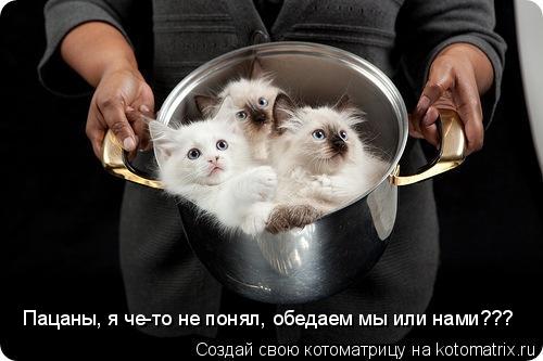 Котоматрица: Пацаны, я че-то не понял, обедаем мы или нами???