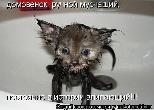 Котоматрица: домовенок, ручной мурчащий, постоянно в истории влипающий!!!