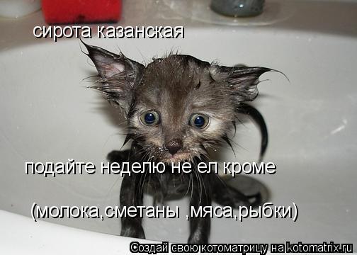 Котоматрица: сирота казанская подайте неделю не ел кроме (молока,сметаны ,мяса,рыбки)