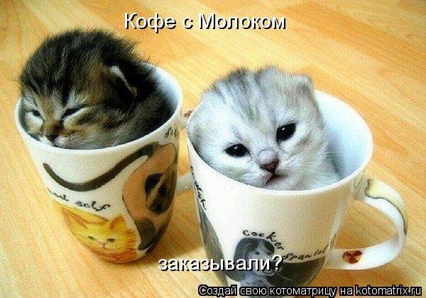Котоматрица: Кофе с Молоком заказывали?