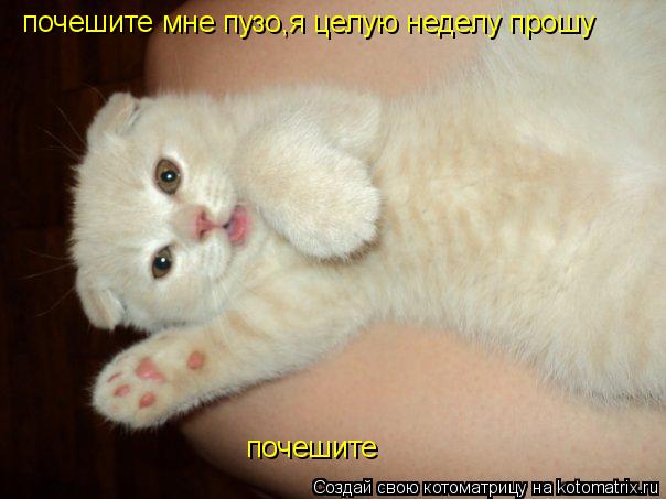 Котоматрица: почешите мне пузо,я целую неделу прошу почешите